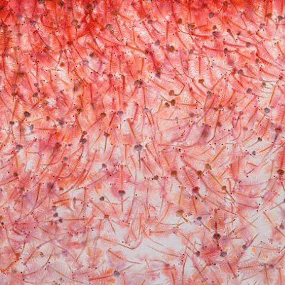 Frozen Natural Artemia