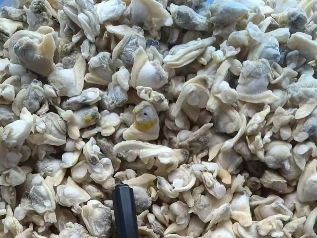 Frozen Clam Meat product image 1