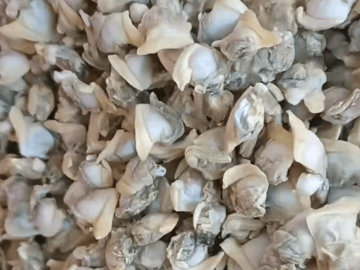 Frozen Clam Meat product image 2